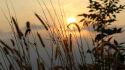 Grass and Sunset Sunlight