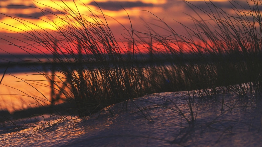 Grass on the Beach and Orange Sunset