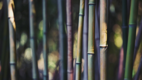 Green Bamboo Trees