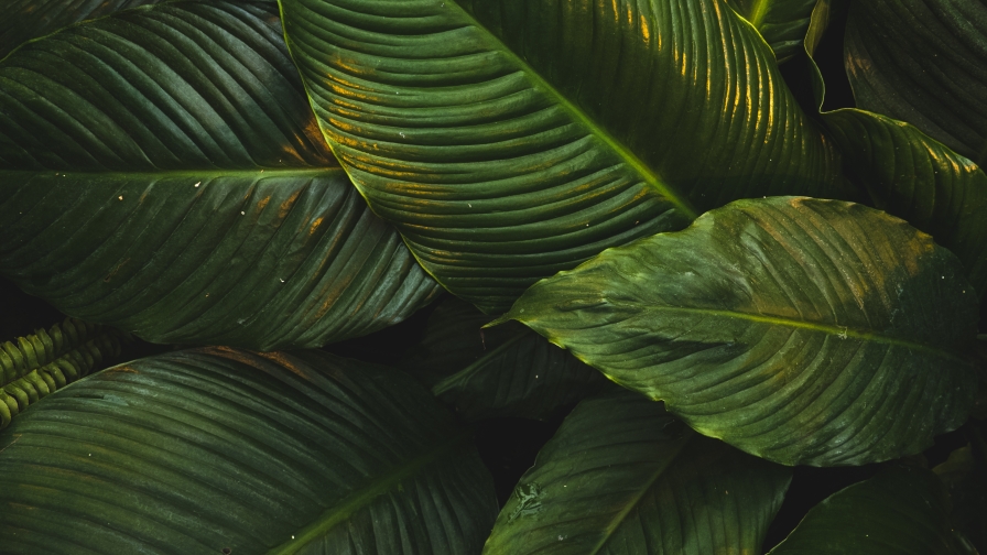 Green Big Leaves Macro