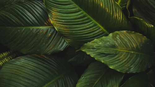 Green Big Leaves Macro