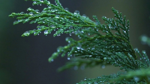 Green Cypress and Water Drops