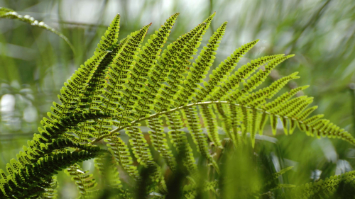 Green Fern and Sunlight