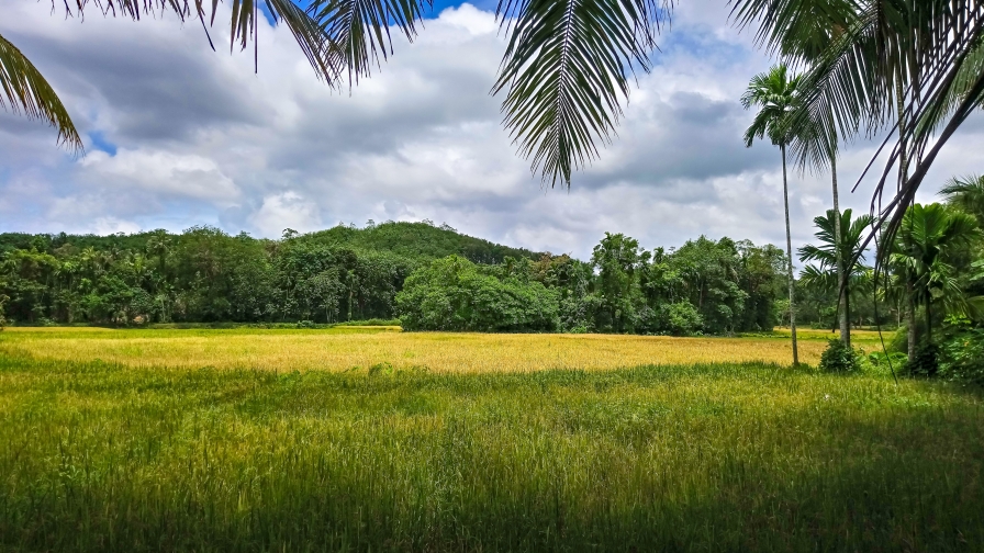 Green Field and Forest