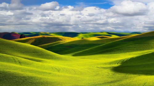 Green Field and Good Summer Day