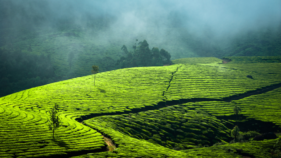 Green Field and Path