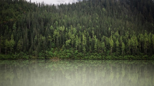 Green Forest Reflection on Water