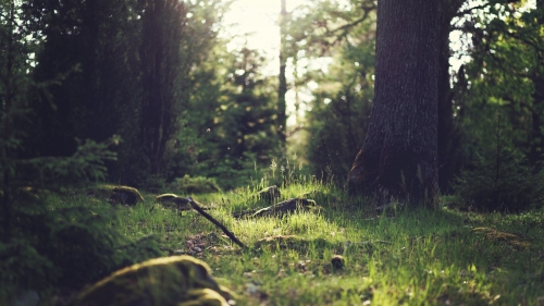 Green Forest Trees Grass and Sunlight