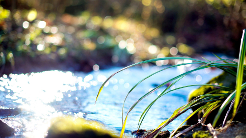 Green Grass and River