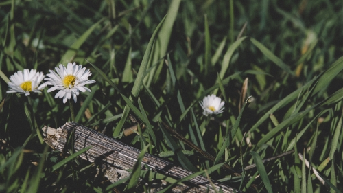 Green Grass and White Flowers