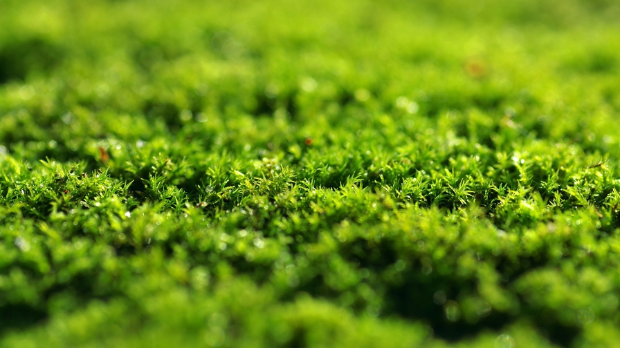 Green Grass Close Up