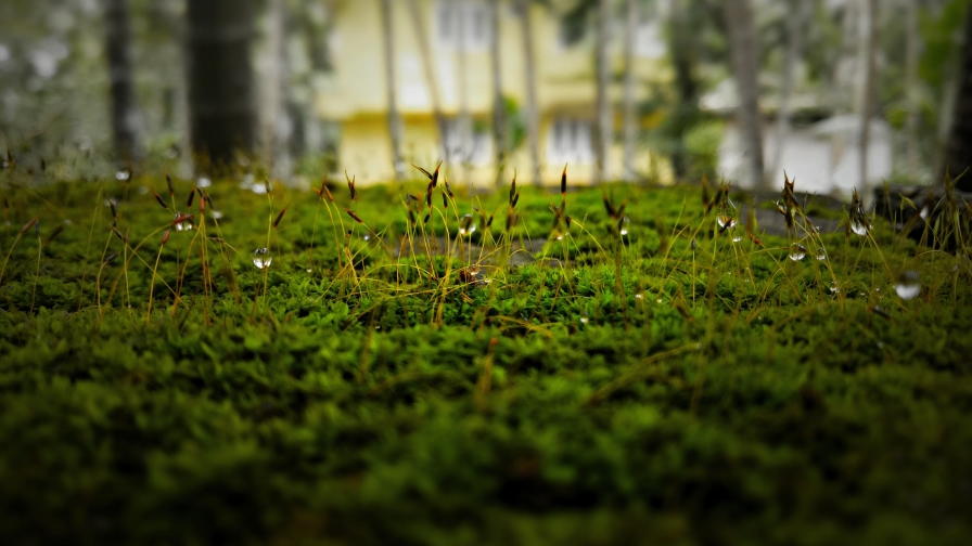 Green Grass Macro and Water Drops