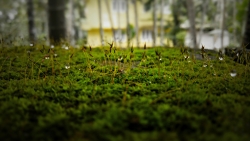 Green Grass Macro and Water Drops