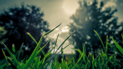 Green grass macro on the morning field