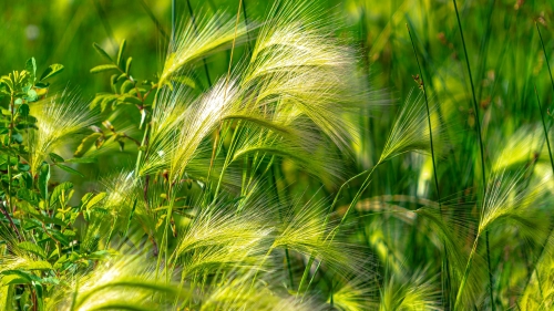 Green Grass on Field