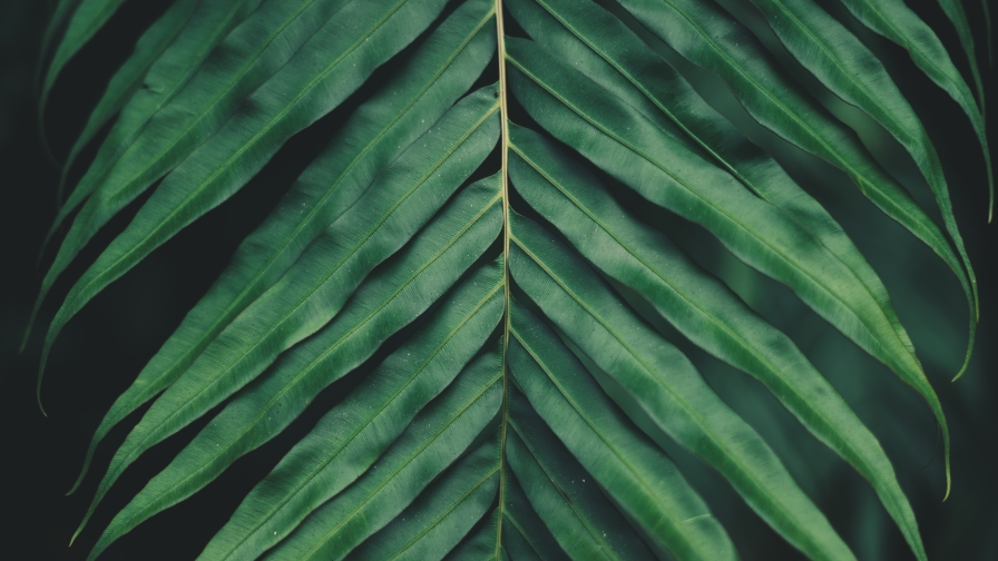 Green Leaf of Plant