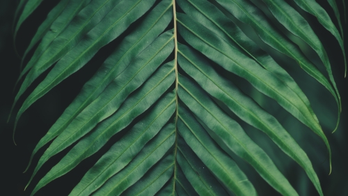 Green Leaf of Plant
