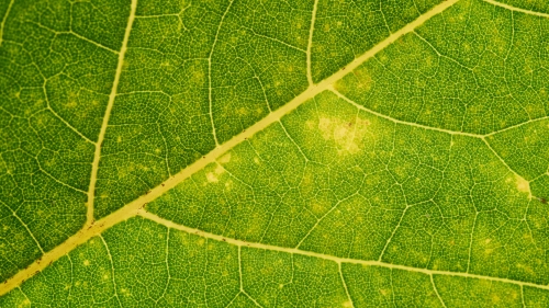 Green Leaf Veins Macro