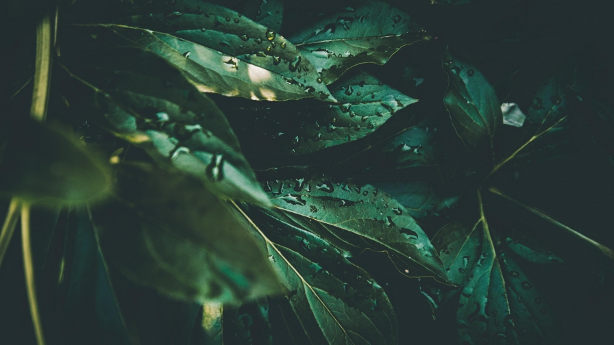 Green Leaves and Water Drops Plant Dew Moisture