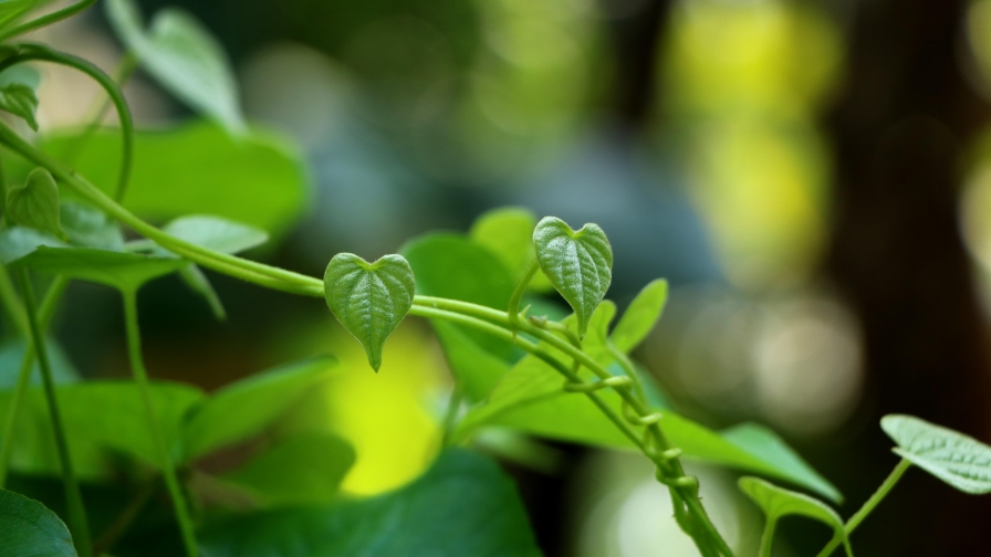 Green Leaves with Sunlight Macro