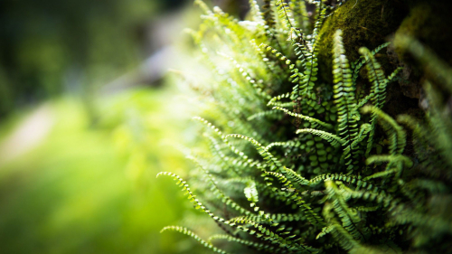 Green Macro Fern and Sunlight