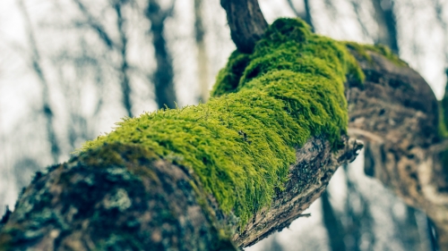Green Moss on Old Tree