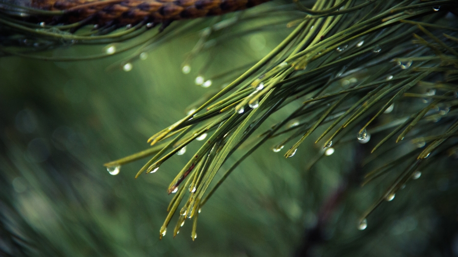 Green Needles and Water Drops Macro
