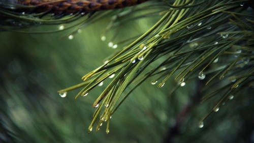 Green Needles and Water Drops Macro