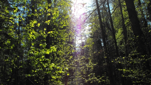 Green Old Forest and Daylight