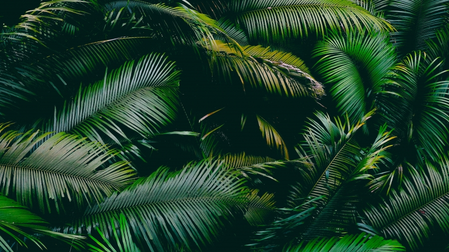 Green Palm Branches
