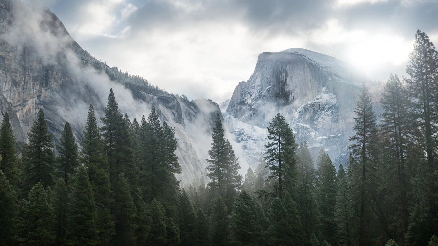 Green Pine Forest Evening and Mountains