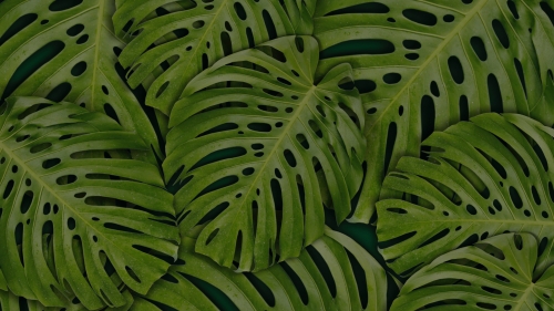 Green Plant Close Up