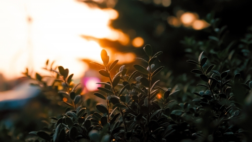 Green Plants During Sunrise
