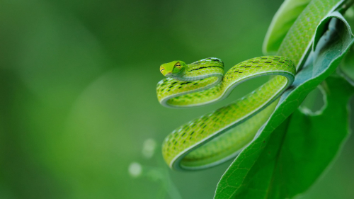 Green Snake on Leaves in Blur
