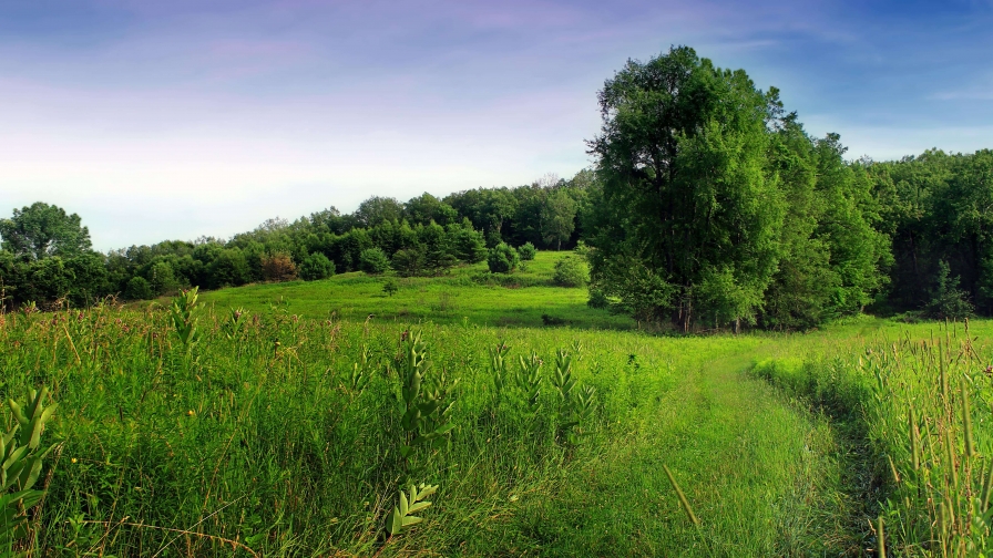 Green summer valley