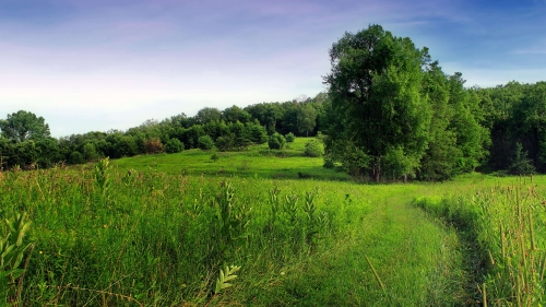 Green summer valley