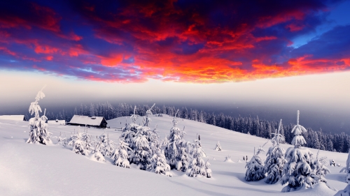 House arctic winter and freezing trees