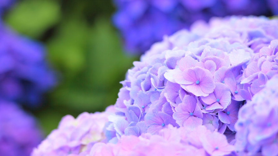 Hydrangea Beautiful Purple Flowers