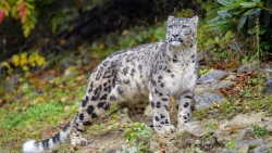 Irbis Snow Leopard Wildlife