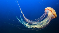 Jellyfish Underwater Blue