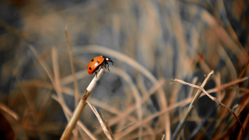 Ladybug on Grass in Focus