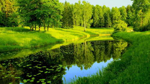 Lake Between Green Grass Covered Forest
