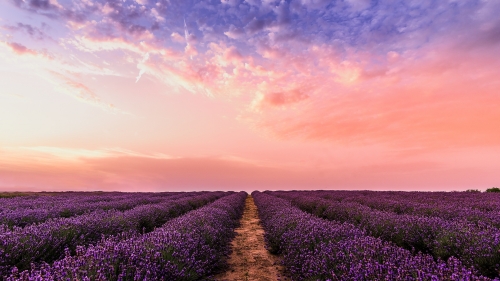 Lavender Field and Road