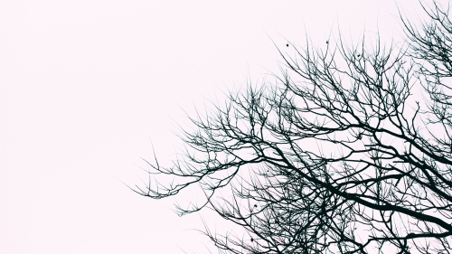 Leafless Tree under White Sky