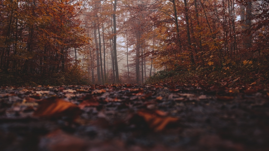 Leaves on Ground in Autumn Forest