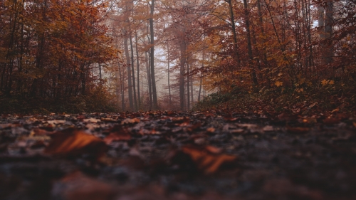 Leaves on Ground in Autumn Forest