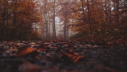 Leaves on Ground in Autumn Forest