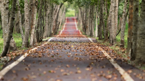 Leaves on the Road in Autumn Garden