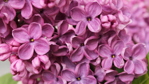 Lilac Purple Flowers