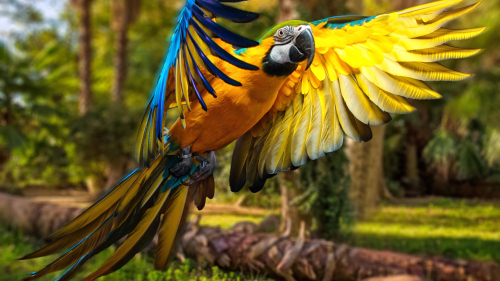 Macaw Parrot Closeup